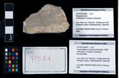 Foto (Objekt + Etikett) von Cracensigillatus acutirostris (Moericke, 1889)  (NHMW-GEO-2014-0194-0581)
